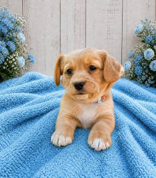 Dachshund Dogs Available for Adoption in Renton, Washington - Paddington | PetCurious