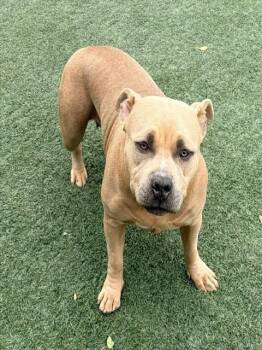 JUNIPER -  Pit Bull Terrier and Mixed Breed Dog for Adoption in Salinas, California - JUNIPER | PetCurious