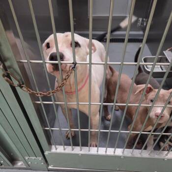 Taco -  Mixed Breed Dog for Adoption in Bartlett, Tennessee - Taco | PetCurious