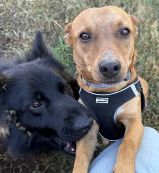 Rescue Terrier Dogs for Adoption in Davis, California - Kenji & Ryu | PetCurious