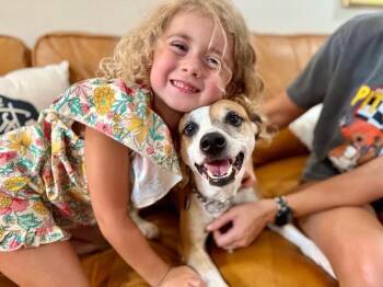 Jack Russell Terrier and Terrier Dogs Available for Adoption - Bambi Is Ready To Learn All The Cool Tricks! | PetCurious