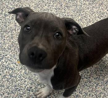 Rosie -  Pit Bull Terrier Dog for Adoption in Golden, Colorado - Rosie | PetCurious