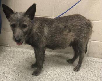 Schnauzer and Mixed Breed Dogs Available for Adoption in Conroe, Texas - A427877 | PetCurious
