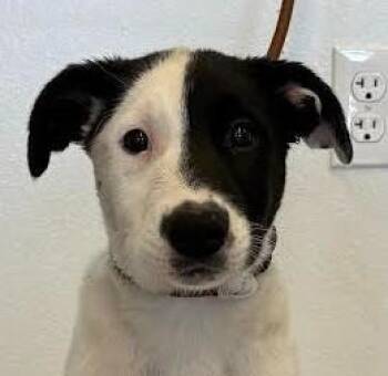 Chief -  Border Collie Dog for Adoption in Greeley, Colorado - Chief | PetCurious