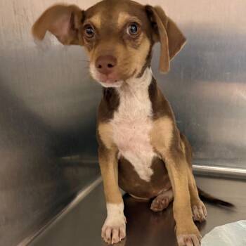 Luffy -  Mixed Breed Dog for Adoption in Columbiana, Alabama - Luffy | PetCurious