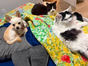 Dinkum -  Terrier Dog for Adoption in Kettering, Ohio - Dinkum | PetCurious
