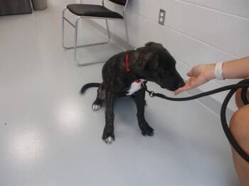 MAVERICK -  Pit Bull Terrier and Mixed Breed Dog for Adoption in Ocala, Florida - MAVERICK | PetCurious