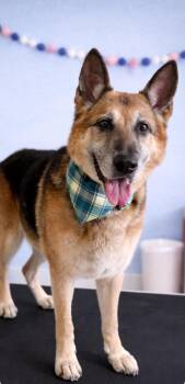 German Shepherd Dog Dogs Available for Adoption in Garden Valley, Idaho - Jethro | PetCurious