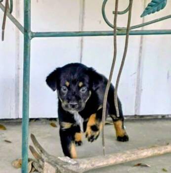 Shepherd and Hound Dogs Available for Adoption - Nalani | PetCurious