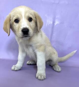 Rescue Labrador Retriever and Great Pyrenees Dogs for Adoption in Morton Grove, Illinois - Yoda | PetCurious
