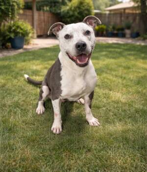Pit Bull Terrier Dogs Available for Adoption - Captain | PetCurious