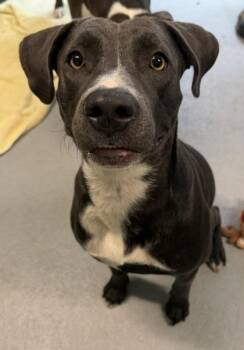 Jennings -  Mixed Breed Dog for Adoption in Port St. Joe, Florida - Jennings | PetCurious