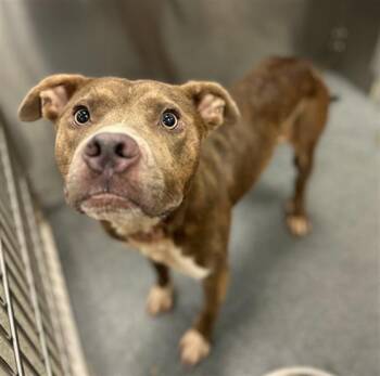 VALENTINO -  Pit Bull Terrier Dog for Adoption in Dallas, Texas - VALENTINO | PetCurious