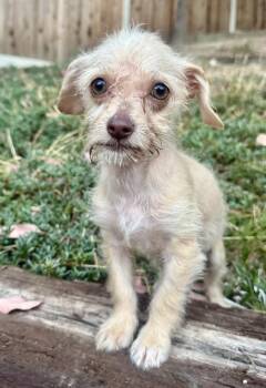 Skye -  Terrier and Mixed Breed Dog for Adoption in Los Angeles, California - Skye | PetCurious