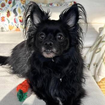 Mixed Breed Dogs Available for Adoption in Fredericksburg, Virginia - Sweetpea | PetCurious