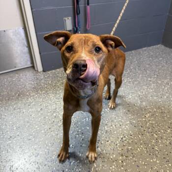 TUSC-Stray-84675 -  Pit Bull Terrier and Mixed Breed Dog for Adoption in Tuscaloosa, Alabama - TUSC-Stray-84675 | PetCurious