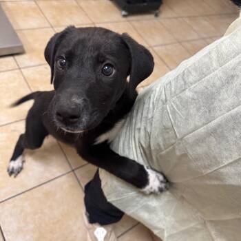 Black Labrador Retriever Dogs Available for Adoption in Pekin, Illinois - Omos | PetCurious