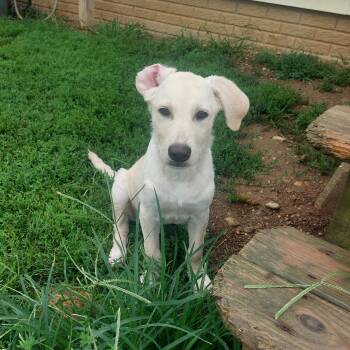 Abigail -  Yellow Labrador Retriever and Labrador Retriever Dog for Adoption in Coldwater, Michigan - Abigail | PetCurious