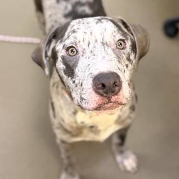 Keegan -  Mixed Breed Dog for Adoption in Asheville, North Carolina - Keegan | PetCurious