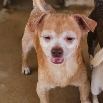 Rescue Chihuahua Dogs for Adoption in Midland, Texas - Toby | PetCurious