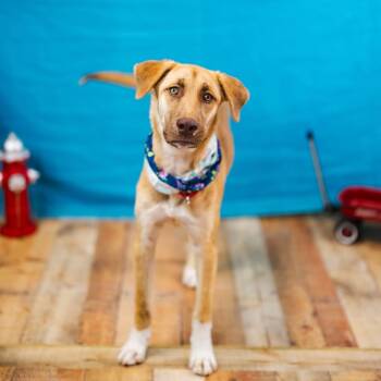 Rescue Labrador Retriever Dogs for Adoption in East St. Louis, Illinois - Fiddlesticks | PetCurious