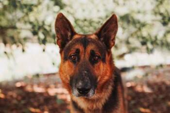 94520a Eisi (E-C) VIP -  German Shepherd Dog and Mixed Breed Dog for Adoption in North Charleston, South Carolina - 94520a Eisi (E-C) VIP | PetCurious