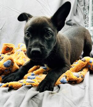 Labrador Retriever and Mixed Breed Dogs Available for Adoption in Grovetown, Georgia - RANGER | PetCurious