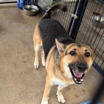 Willow -  German Shepherd Dog Dog for Adoption in Lake Jackson, Texas - Willow | PetCurious