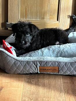 Rescue Standard Poodle and Pit Bull Terrier Dogs for Adoption in Hartwell, Georgia - Rufus | PetCurious