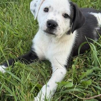 Alex -  Border Collie and Retriever Dog for Adoption in Minneapolis, Minnesota - Alex | PetCurious