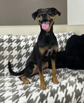 Bitsy -  Manchester Terrier and Mixed Breed Dog for Adoption in Morristown, New Jersey - Bitsy | PetCurious