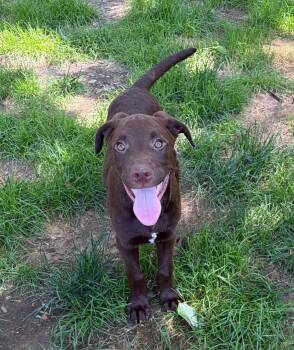 Wyatt -  Mixed Breed Dog for Adoption in Northwood, New Hampshire - Wyatt | PetCurious