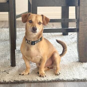 Travis -  Dachshund and Chihuahua Dog for Adoption in Lewisville, Texas - Travis | PetCurious