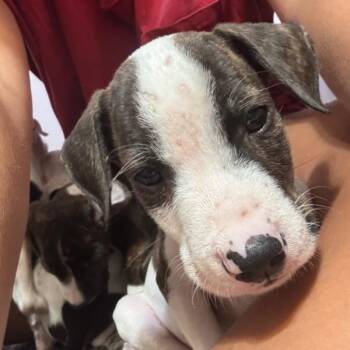 Beans -  Pit Bull Terrier and Cattle Dog Dog for Adoption in Waco, Texas - Beans | PetCurious