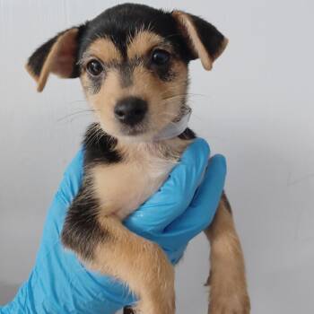 Faulkner -  Wirehaired Dachshund and Chihuahua Dog for Adoption in Hattiesburg, Mississippi - Faulkner | PetCurious