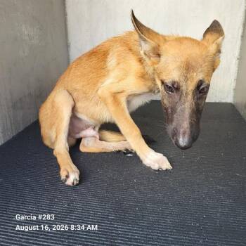 BLAINE -  German Shepherd Dog Dog for Adoption in San Antonio, Texas - BLAINE | PetCurious