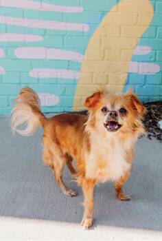 Chihuahua Dogs Available for Adoption in Stanley, North Carolina - Ingrid | PetCurious