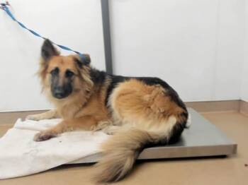 Rescue German Shepherd Dog Dogs for Adoption in Hayward, California - LAVERNE | PetCurious