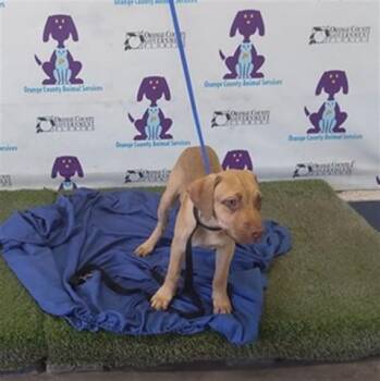 Black Mouth Cur Dogs Available for Adoption in Orlando, Florida - A597309 | PetCurious
