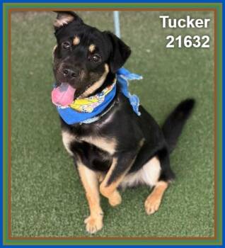 TUCKER -  Shepherd and Shar Pei Dog for Adoption in Marietta, Georgia - TUCKER | PetCurious