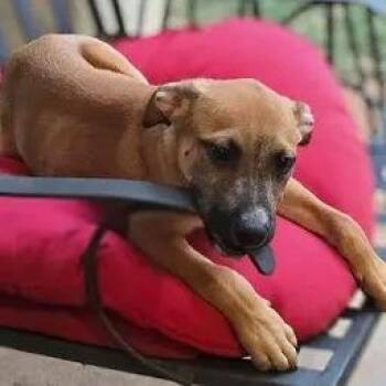 Newcastle 2026-340 -  Labrador Retriever Dog for Adoption in Winder, Georgia - Newcastle 2026-340 | PetCurious