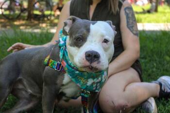 Sheba -  Mixed Breed Dog for Adoption in New York, New York - Sheba | PetCurious