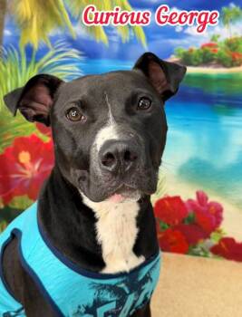 Curious George -  Mixed Breed Dog for Adoption in Flint, Michigan - Curious George | PetCurious