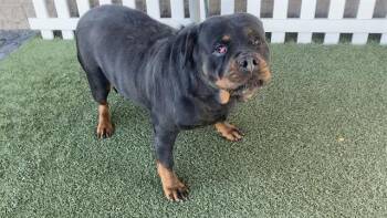Rottweiler Dogs Available for Adoption - A608639 | PetCurious