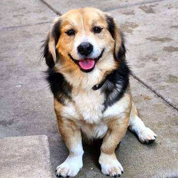 Beagle and Corgi Dogs Available for Adoption - Lucky  | PetCurious