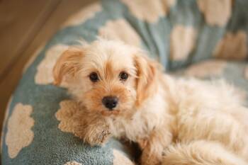 Shih Tzu and Yorkshire Terrier Dogs Available for Adoption in Monroe, North Carolina - Sandy | PetCurious