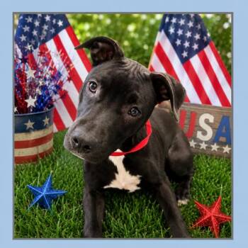 Pupperoni -  Mixed Breed Dog for Adoption in Lebanon, Tennessee - Pupperoni | PetCurious