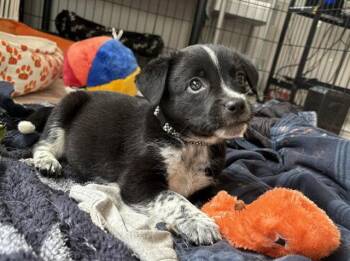 Peters -  Australian Cattle Dog Blue Heeler Dog for Adoption in Newport, Kentucky - Peters | PetCurious