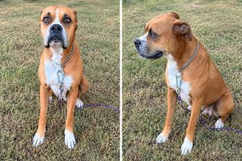 Donna -  Boxer Dog for Adoption in Greenville, South Carolina - Donna | PetCurious
