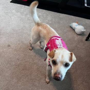 Shar Pei and Mixed Breed Dogs Available for Adoption in Winston-salem, North Carolina - Lylah | PetCurious